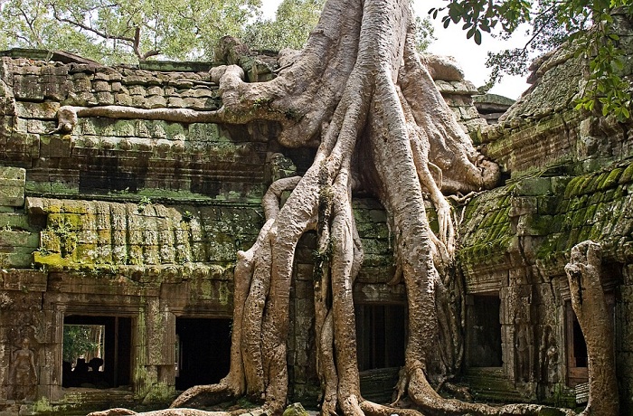 beaux temples angkor ta prohm